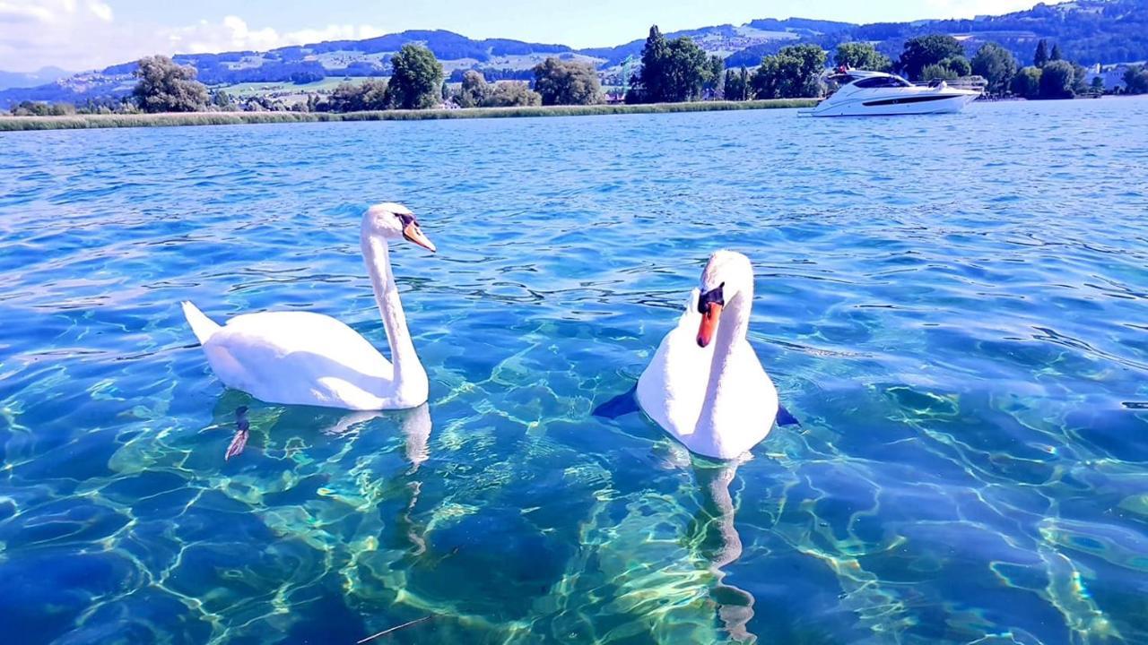 Schoenes Studio In Arbon Am Bodensee Neu Klimatisiert ! Dış mekan fotoğraf